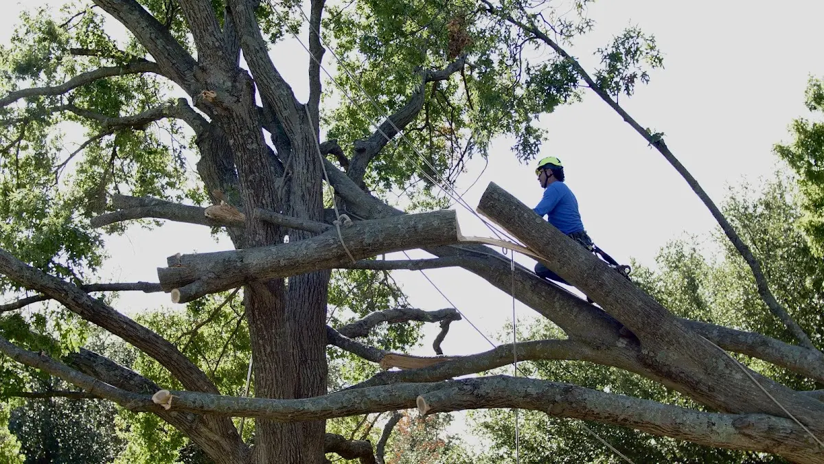 Professional Crown Thinning performed by certified arborists in Maplewood